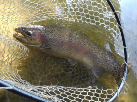 大安トラウトレイク 釣果